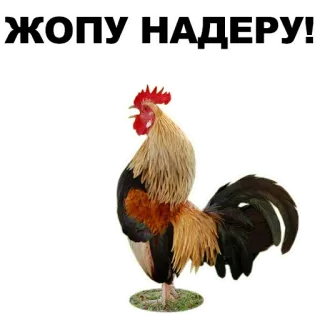 🤚 ЖОПУ.НАДЕРУ! Huhn, Vogel, Bauernhof, Tier, Beleidigend telegram sticker