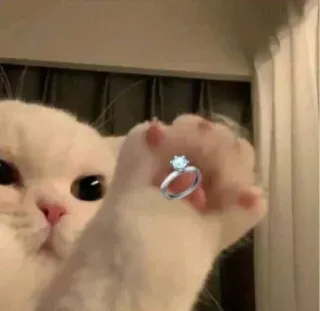 💍 mèo, nhẫn, đính hôn, trang sức, bàn chân, dễ thương, động vật telegram sticker