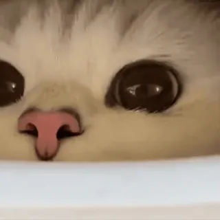 🥺 kucing, hewan, imut, anak kucing, hewan peliharaan whatsapp sticker