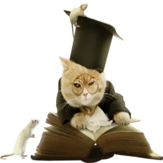 🎓 kucing, tikus, topi tinggi, buku, membaca, imut, hewan telegram sticker