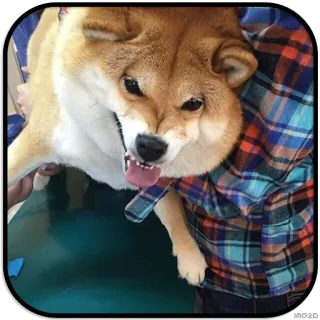 😖 dog, shiba inu, angry, pet, animal telegram sticker