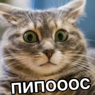 😮 ПИПООООС кот, мем, смешной, животное, русский telegram sticker