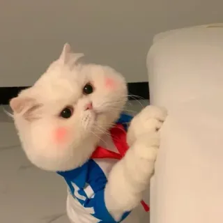 🐾 고양이, 흰 고양이, 귀여운, 애완 동물, 새끼 고양이 telegram sticker