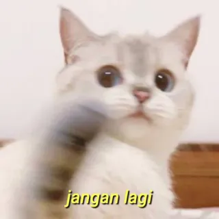 💛 jangan lagi gato, animal, animal de estimação, meme, gato branco telegram sticker