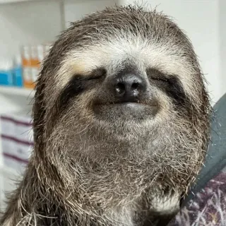 🦥 luiaard, dier, schattig, zoogdier telegram sticker