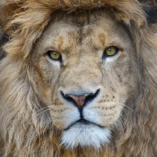 😐 лев, животное, кошка, дикая природа, млекопитающее telegram sticker