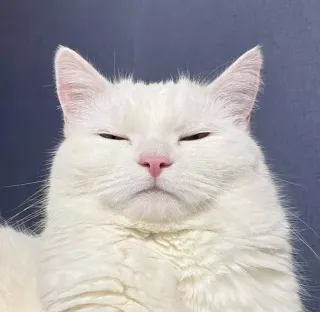 😐 gato, gato branco, animal, animal de estimação, gato doméstico, fofo, felino telegram sticker