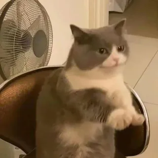 😐 Katze, Tier, grau, weiß, sitzen, Stuhl telegram sticker