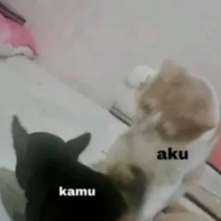 🤡 aku kamu кот, любовь, очаровательный, милый, питомец telegram sticker