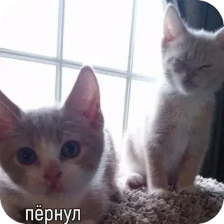 🐱 пёрнул 猫, 动物, 宠物 whatsapp sticker