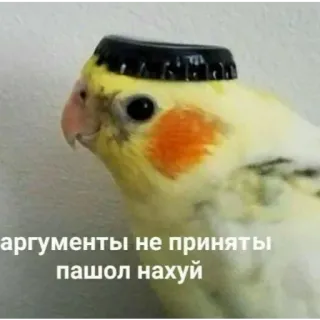 🦜 аргументы не приняты
пашол нахуй bird, cockatiel, parrot, funny, meme, offensive whatsapp sticker