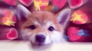 💚 perro, cachorro, corazón, amor, lindo, San Valentín telegram sticker
