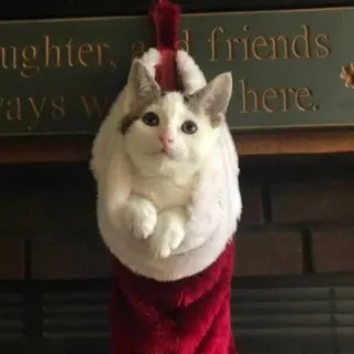 🤩 Daughter and friends always welcome here. cat, christmas, kitten, stocking, holiday, cute, pet telegram sticker