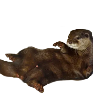 😸 выдра, животное, млекопитающее, дикая природа, милый, природа telegram sticker