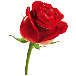 🌹 цветок, роза, красный, природа, цветение, растение, цветочный telegram sticker