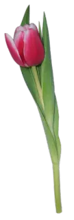 🌷 Blume, Tulpe, Pflanze, Natur whatsapp sticker
