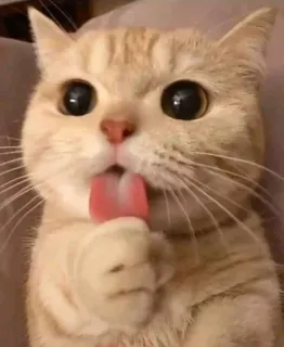 😋 gato, lamiendo, animal, mascota, lindo, gatito, lengua telegram sticker