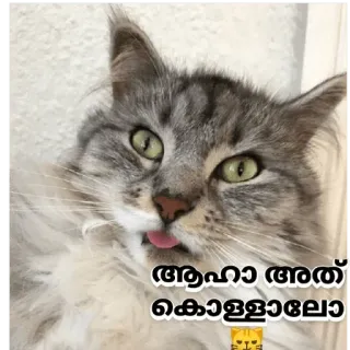 😂 ആഹാ അത് കൊള്ളാല്ലോ cat, funny, animal, cute, pet telegram sticker