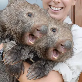 ⚽ wombat, animaux, mignon, faune, marsupial, australie telegram sticker