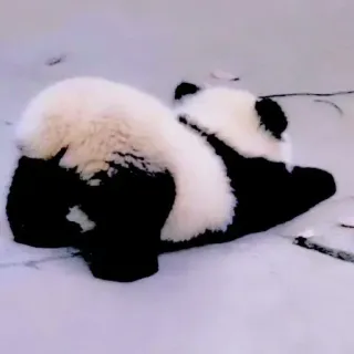 🥺 Gấu trúc, Động vật, Tuyết, Dễ thương, Gấu telegram sticker