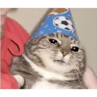 😔 кот, колпак для вечеринки, животное, смешной, милый, питомец, мем telegram sticker