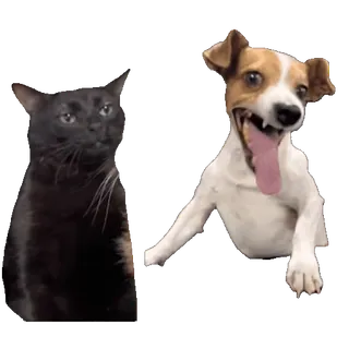 😄 cat, dog, animals, pet, friendship whatsapp sticker