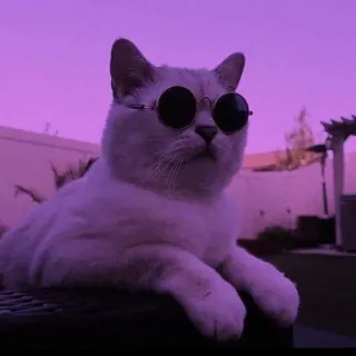 💈 Katze, Sonnenbrille, Tier, Haustier, cool telegram sticker