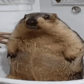 🦫 Dramatic Chipmunk viral video telegram sticker
