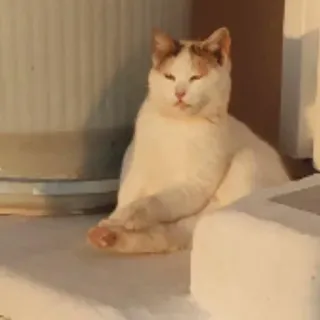 🍣 猫, 動物, 白, 座っている, ペット telegram sticker
