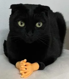 😶 chat, chat noir, mains, drôle, mème, animal, animal de compagnie telegram sticker