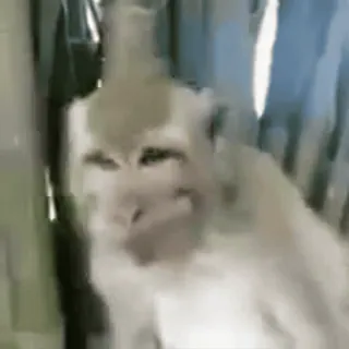 😂 macaco, animal, primata, meme, engraçado, vida selvagem whatsapp sticker