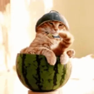 🐨 кот, арбуз, питомец, животное, шлем, милый, смешной whatsapp sticker