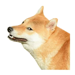 👿 собака, сиба ину, животное, питомец, мем telegram sticker