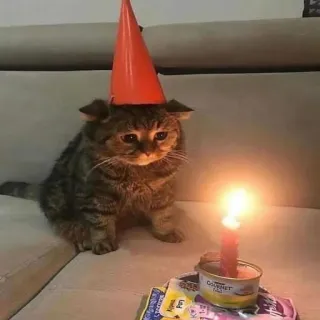 😭 gatto, compleanno, candela, animale domestico, triste, cappello da festa telegram sticker