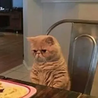 😕 cat, sad, exotic shorthair, pet, animal, domestic cat telegram sticker