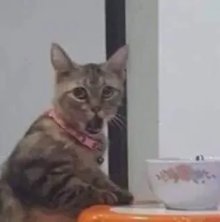 😯 Katze, Tier, Haustier, Gähnen, Haustier, Katzenartig, Getigert whatsapp sticker