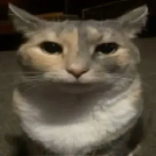😐 cat, pet, animal, mammal, domestic cat, feline whatsapp sticker