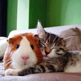 😽 cat, guinea pig, animals, friendship, cute telegram sticker