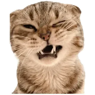 😍 cat, animal, pet, funny, meme, cute, adorable telegram sticker
