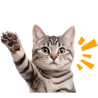 ✋ gato, aceno, cumprimento, animal, animal de estimação, gatinho telegram sticker