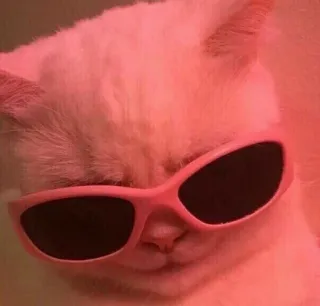 😎 gatto, occhiali da sole, cool, animale domestico, animale, carino, gattino telegram sticker