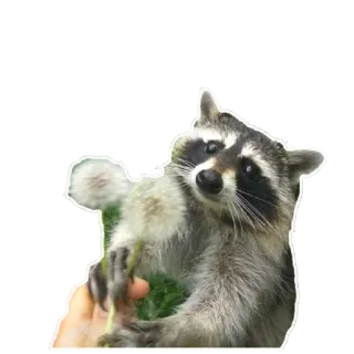 🌾 Waschbär, Tier, niedlich, Löwenzahn telegram sticker