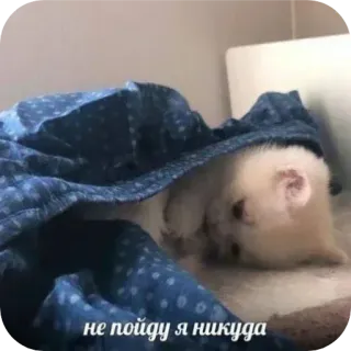 😕 не пойду я никуда telegram sticker