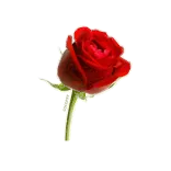 🌹