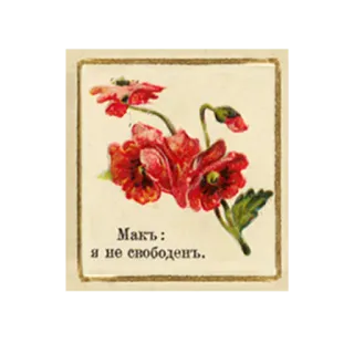 🙅‍♂️ Макъ: я не свободень. coquelicot, fleur, plante, vintage, russe, autocollant telegram sticker