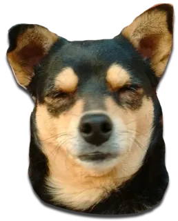 🙈 dog, animal, pet, cute, sleepy, chihuahua, portrait telegram sticker