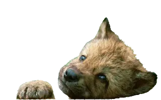 😇 wilk, szczeniak, dzika przyroda, zwierzę, pies, słodki telegram sticker