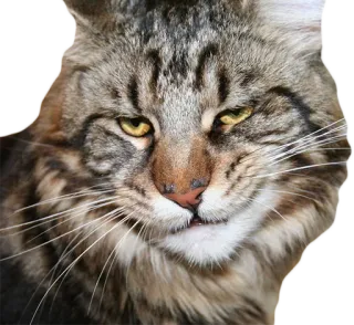 😏 cat, animal, pet, feline, domestic cat, mammal telegram sticker