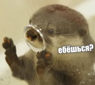 🛏 ебёшься? otter, animal, funny, meme, offensive, russian telegram sticker