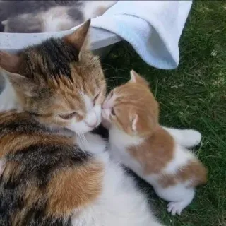 🖤 gato, gatinho, animal de estimação, animal, fofo, gato calico, gato ruivo, grama whatsapp sticker